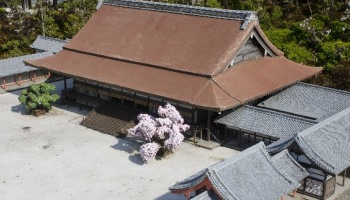 桜の咲く寝殿