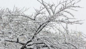 雪の枝